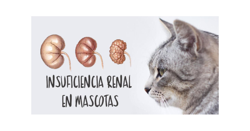 Insuficiencia Renal en Perros y Gatos: Síntomas, Diagnóstico y Tratamiento